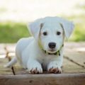 adorable-puppy_sm